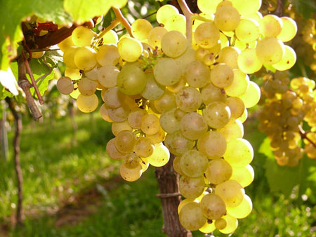 grapes-450